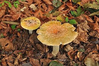 Agaricus muscarius is made from amanita muscaria