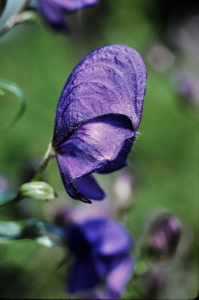 Aconitum napellus, homeopathy for high fever