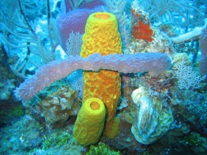 Sea sponge can be helpful in croup